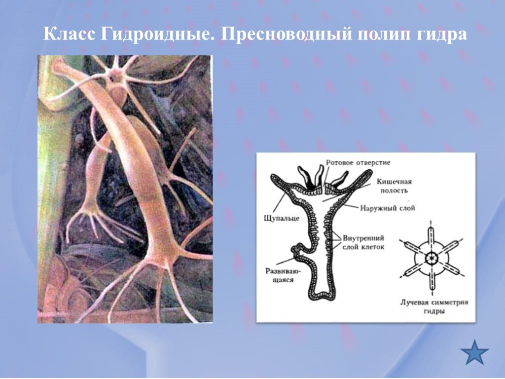 Ссылка на омг площадку